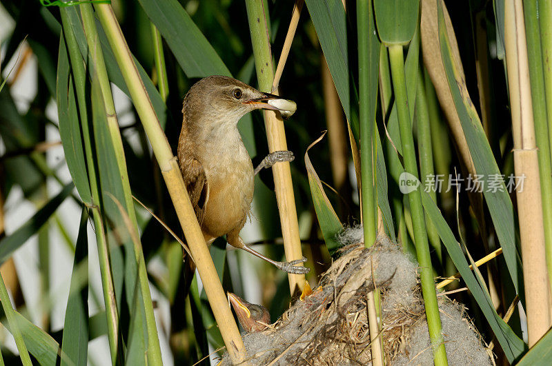 大苇莺(Acrocephalus arundinaceus)